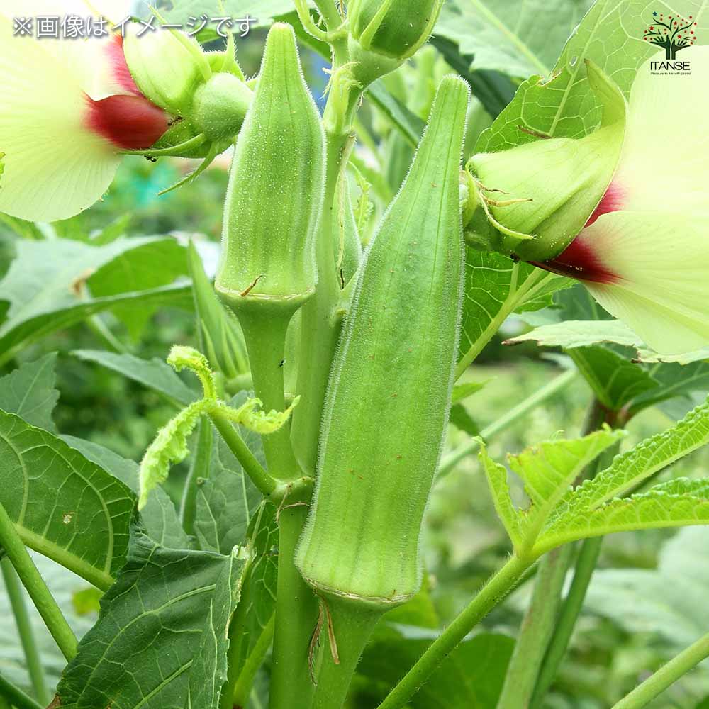 種子 花も楽しめるカラフルオクラ  【 各約5ml／1袋売り】