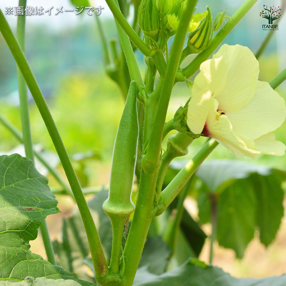 種子 花も楽しめるカラフルオクラ  【 各約5ml／1袋売り】