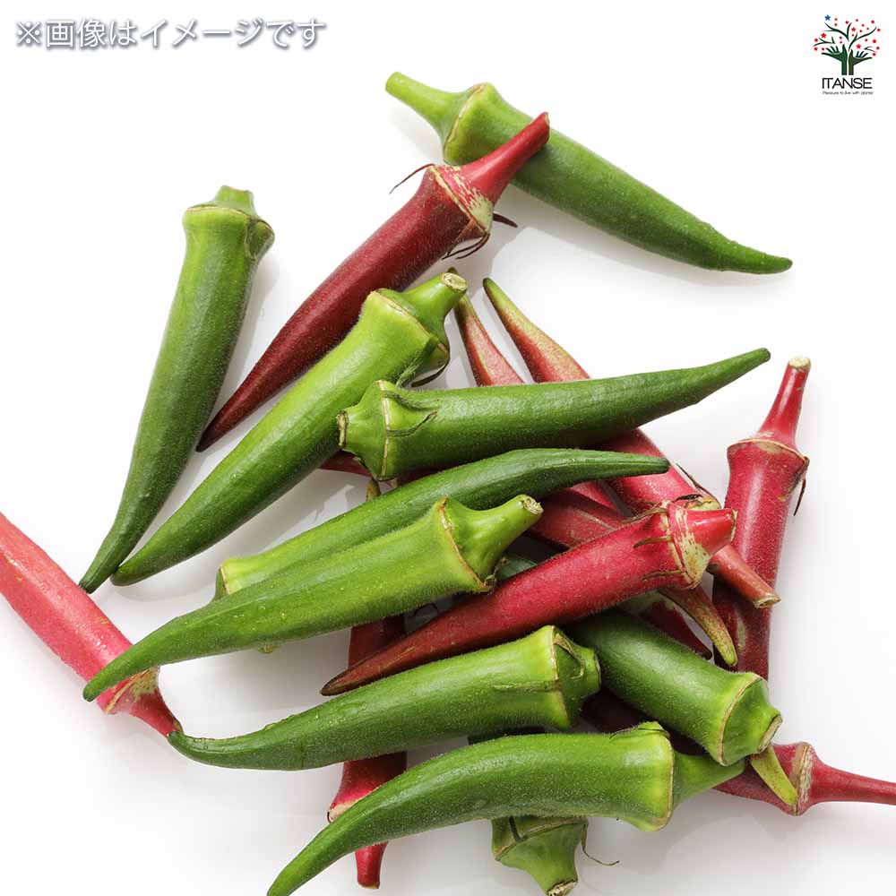 種子 花も楽しめるカラフルオクラ  【 各約5ml／1袋売り】
