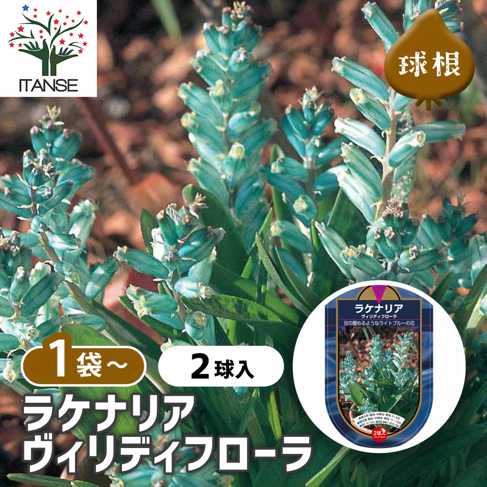 ラケナリア ヴィリディフローラ