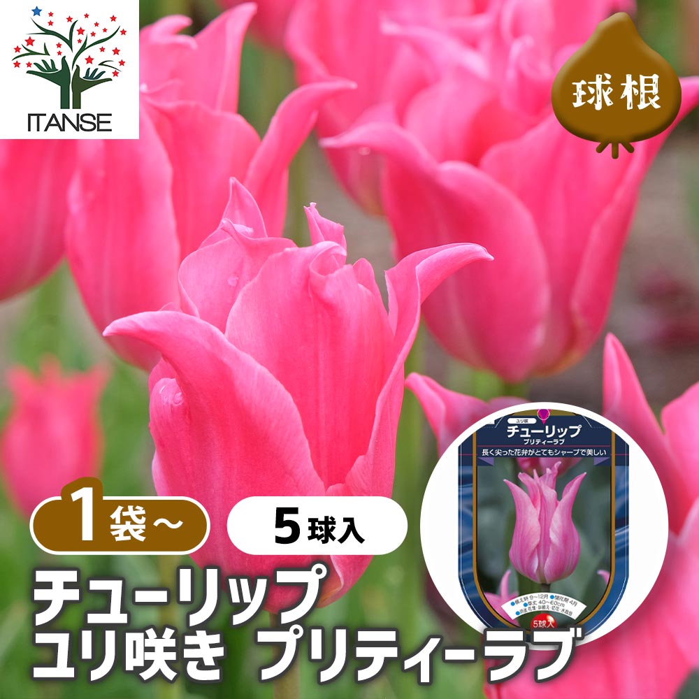 花球根 チューリップ 百合咲き プリティーラブ 【花球根 5球
