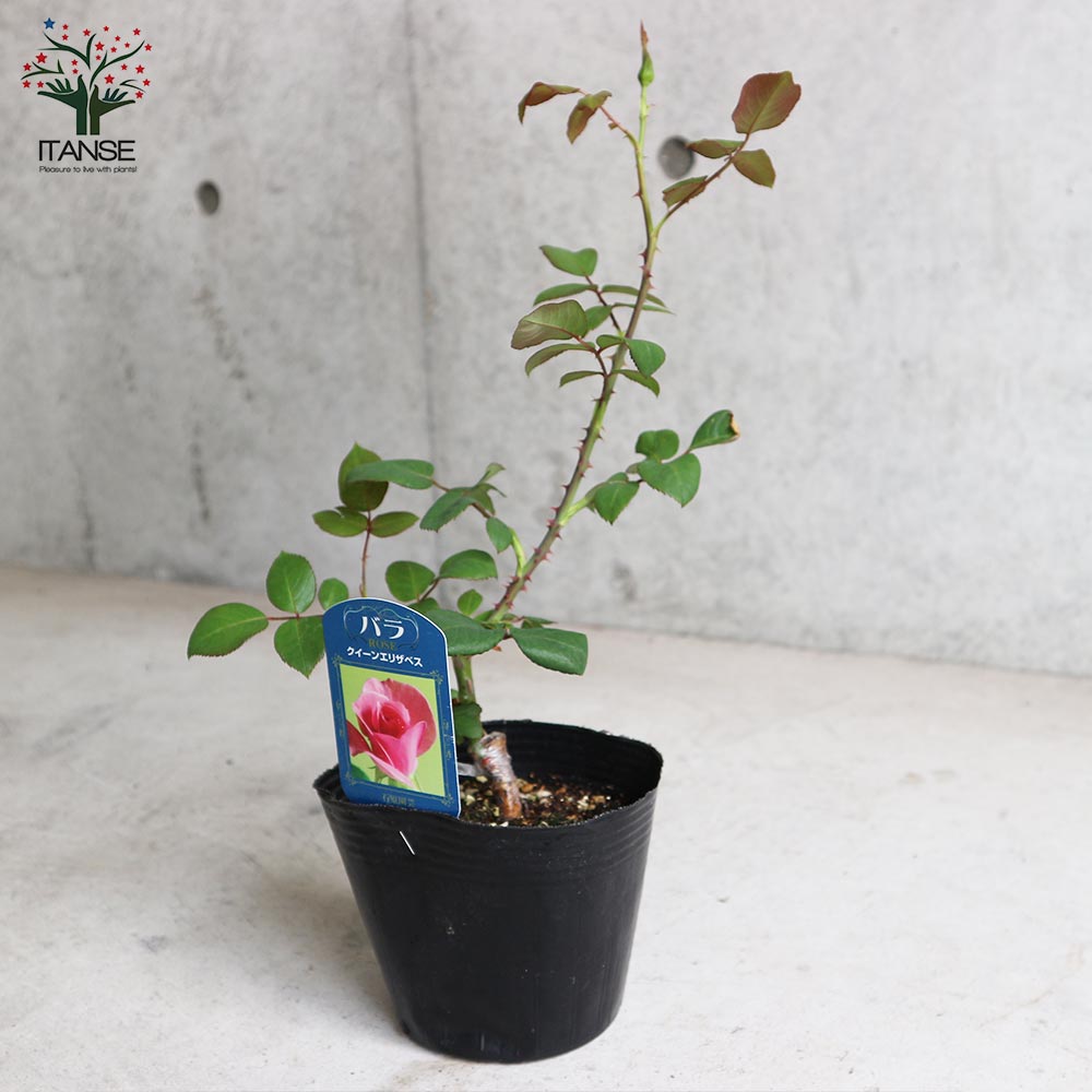 薔薇の苗 クイーンエリザベス (四季咲きハイブリッドティーローズ