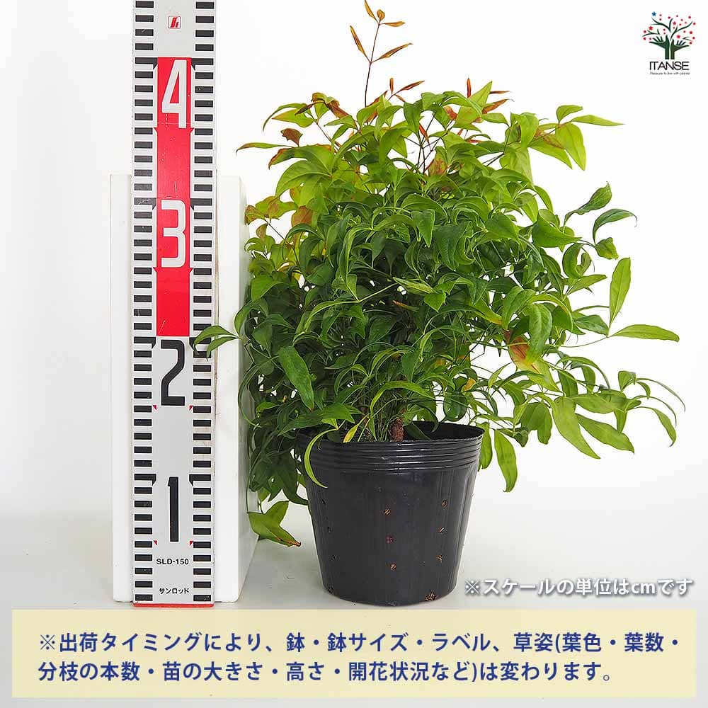 オタフク南天 【庭木 5号／1個売り】｜ 【植物のITANSE】全品