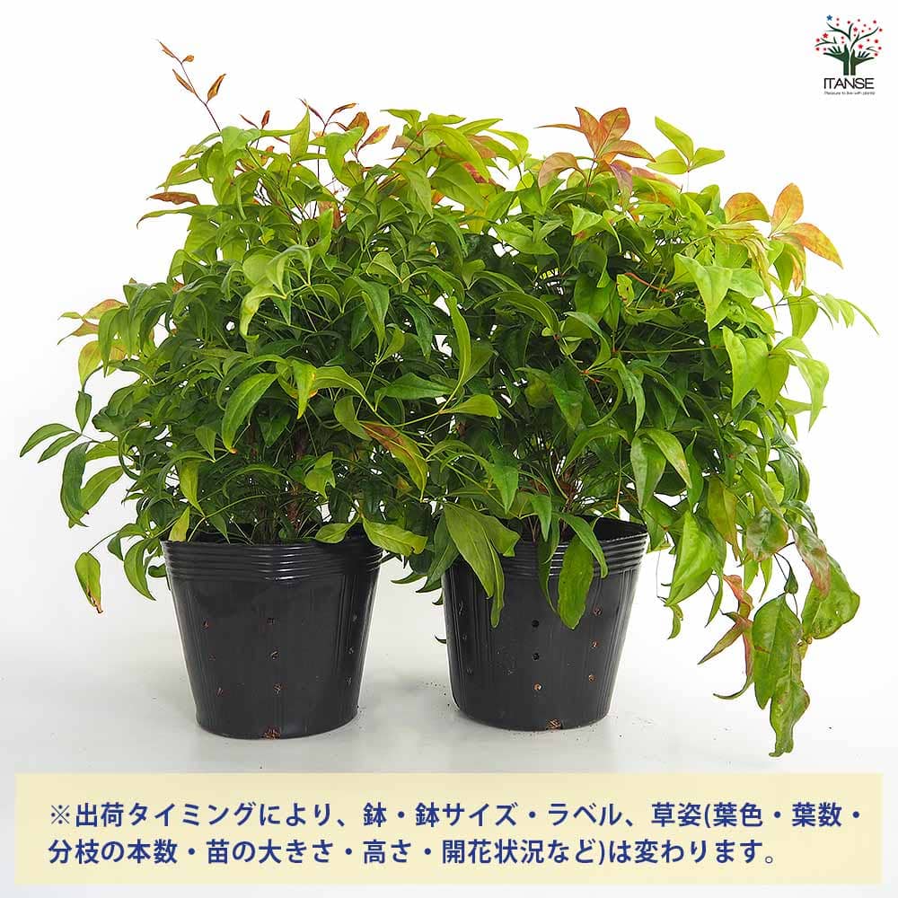 オタフク南天 【庭木 5号／1個売り】｜ 【植物のITANSE】全品