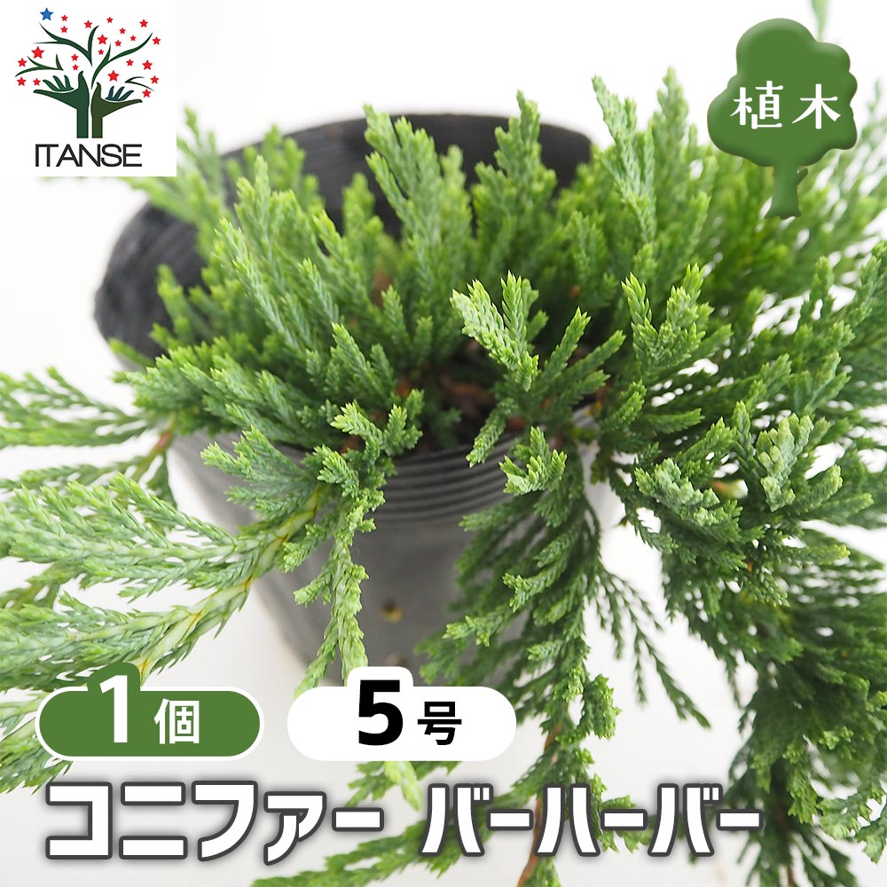 コニファー バーハーバー 【庭木 5号／1個売り】