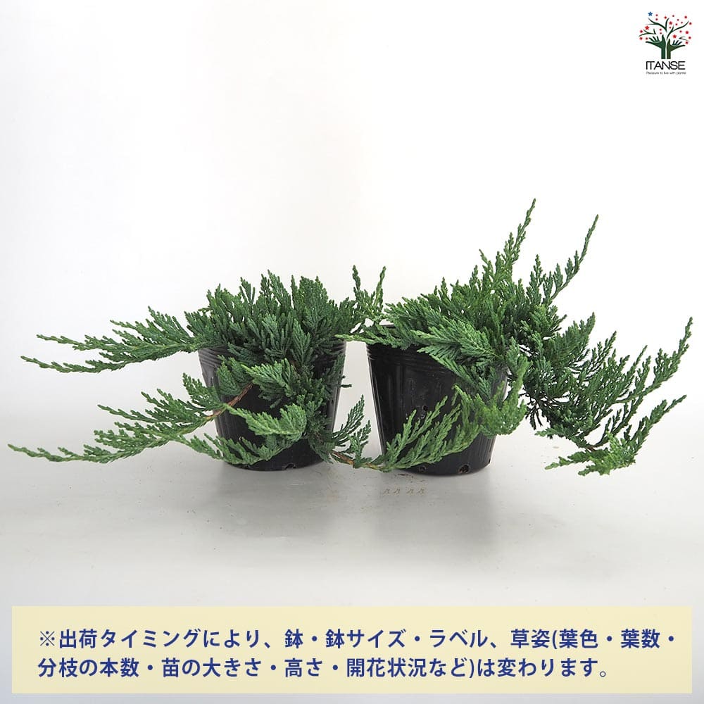 コニファー バーハーバー 【庭木 5号／1個売り】