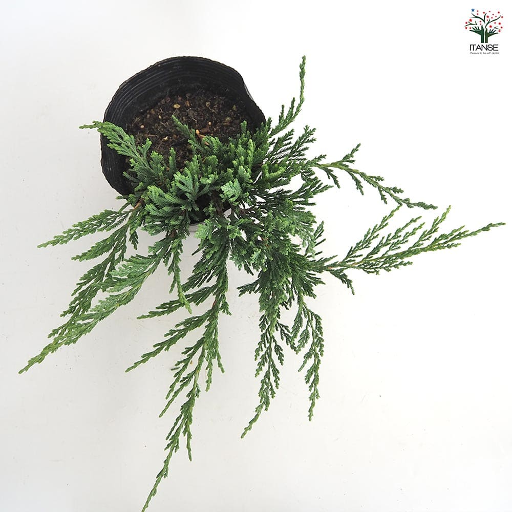 コニファー バーハーバー 【庭木 5号／1個売り】