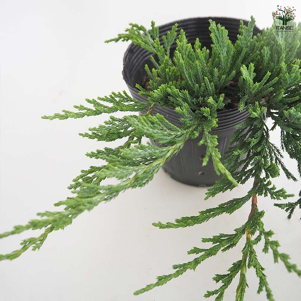 コニファー バーハーバー 【庭木 5号／1個売り】