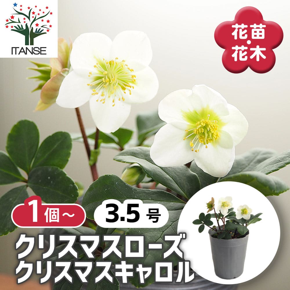 クリスマスローズ クリスマスキャロル 【花苗 3.5号】｜ 【植物の