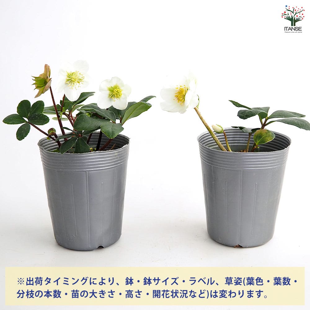 クリスマスローズ クリスマスキャロル 【花苗 3.5号】｜ 【植物の