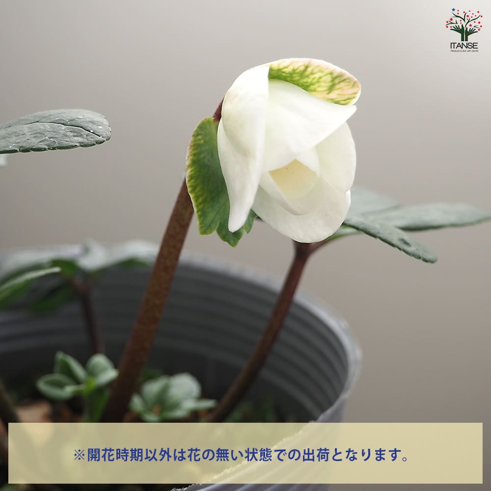 クリスマスローズ クリスマスキャロル 【花苗 3.5号】