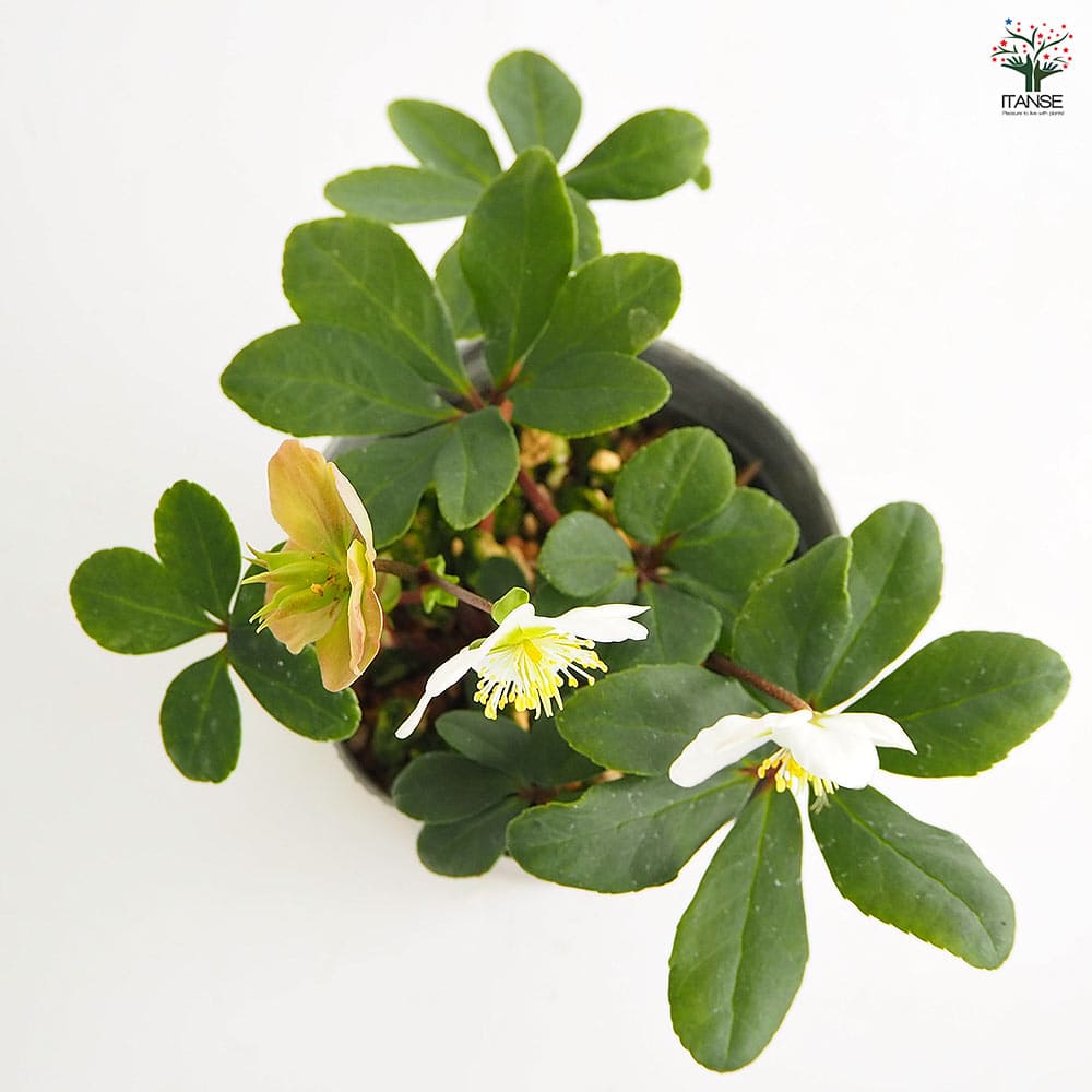 クリスマスローズ クリスマスキャロル 【花苗 3.5号】