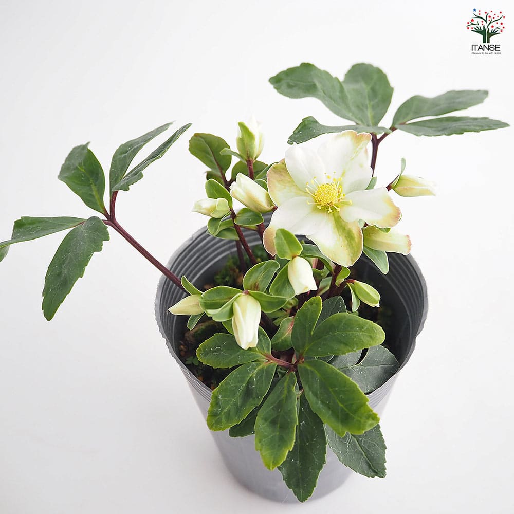 クリスマスローズ クリスマスキャロル 【花苗 3.5号】｜ 【植物の