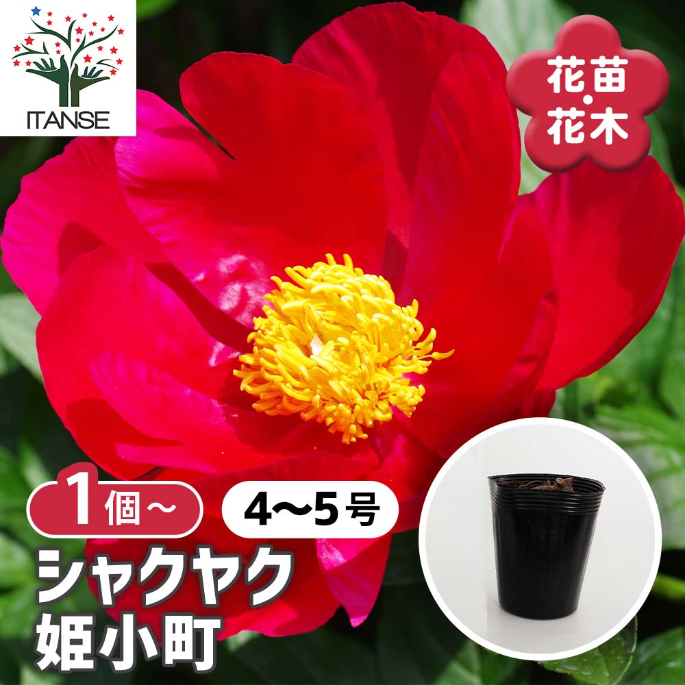 シャクヤク 姫小町 【花木苗 4号／1個売り】｜ 【植物のITANSE