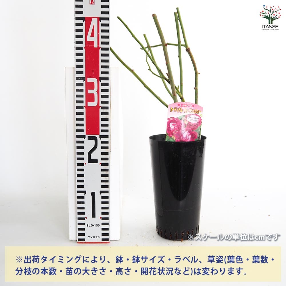 薔薇 カーディナル ドゥ リシュリュー 接木苗【花苗 4号／1個売り