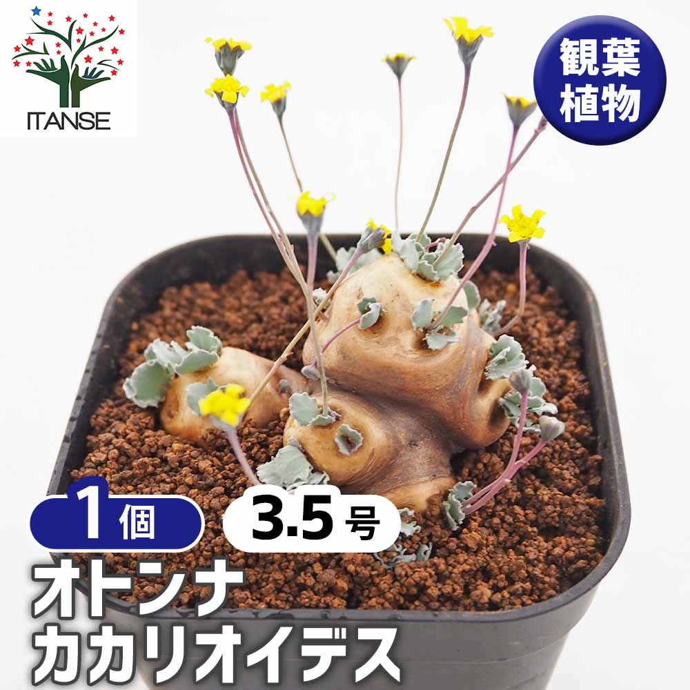 オトンナ カカリオイデス 【観葉植物 3.5号／1個売り】｜ 【植物の