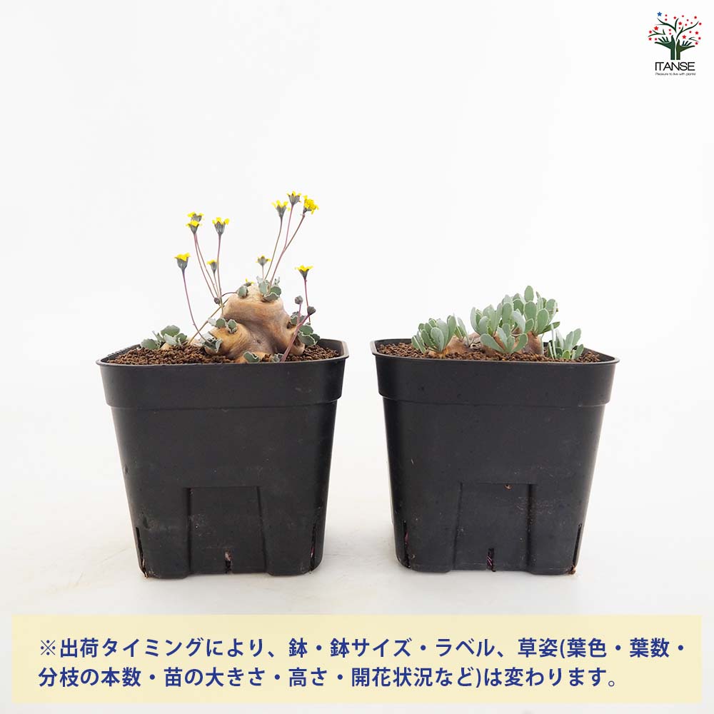 オトンナ カカリオイデス 【観葉植物 3.5号／1個売り】｜ 【植物の