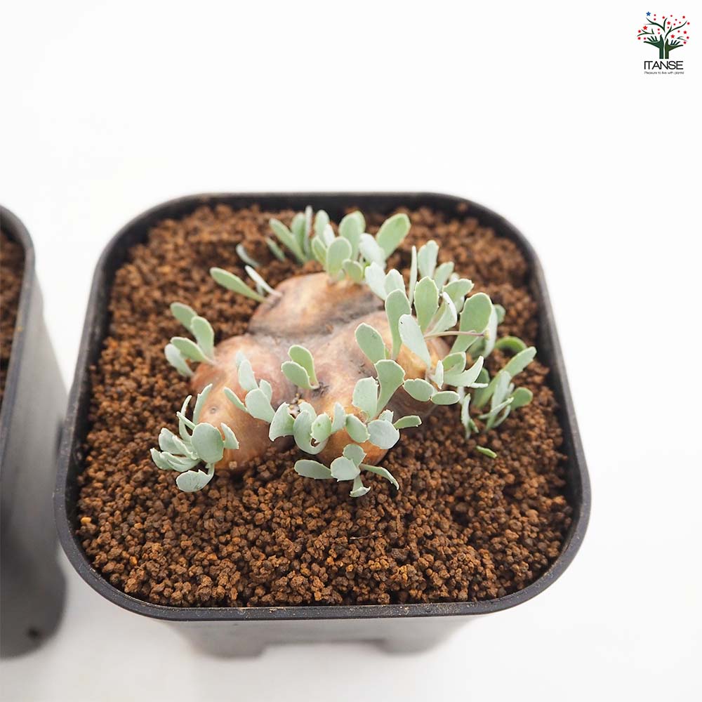 オトンナ カカリオイデス 【観葉植物 3.5号／1個売り】｜ 【植物の