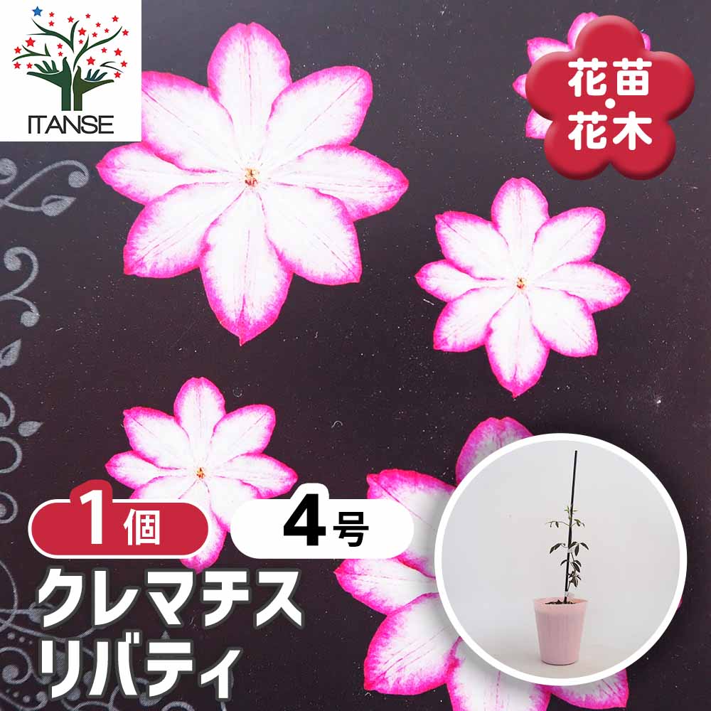 クレマチス リバティ 【花苗 4号／1個売り】｜ 【植物のITANSE