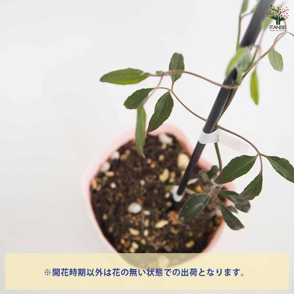 クレマチス リバティ 【花苗 4号／1個売り】｜ 【植物のITANSE