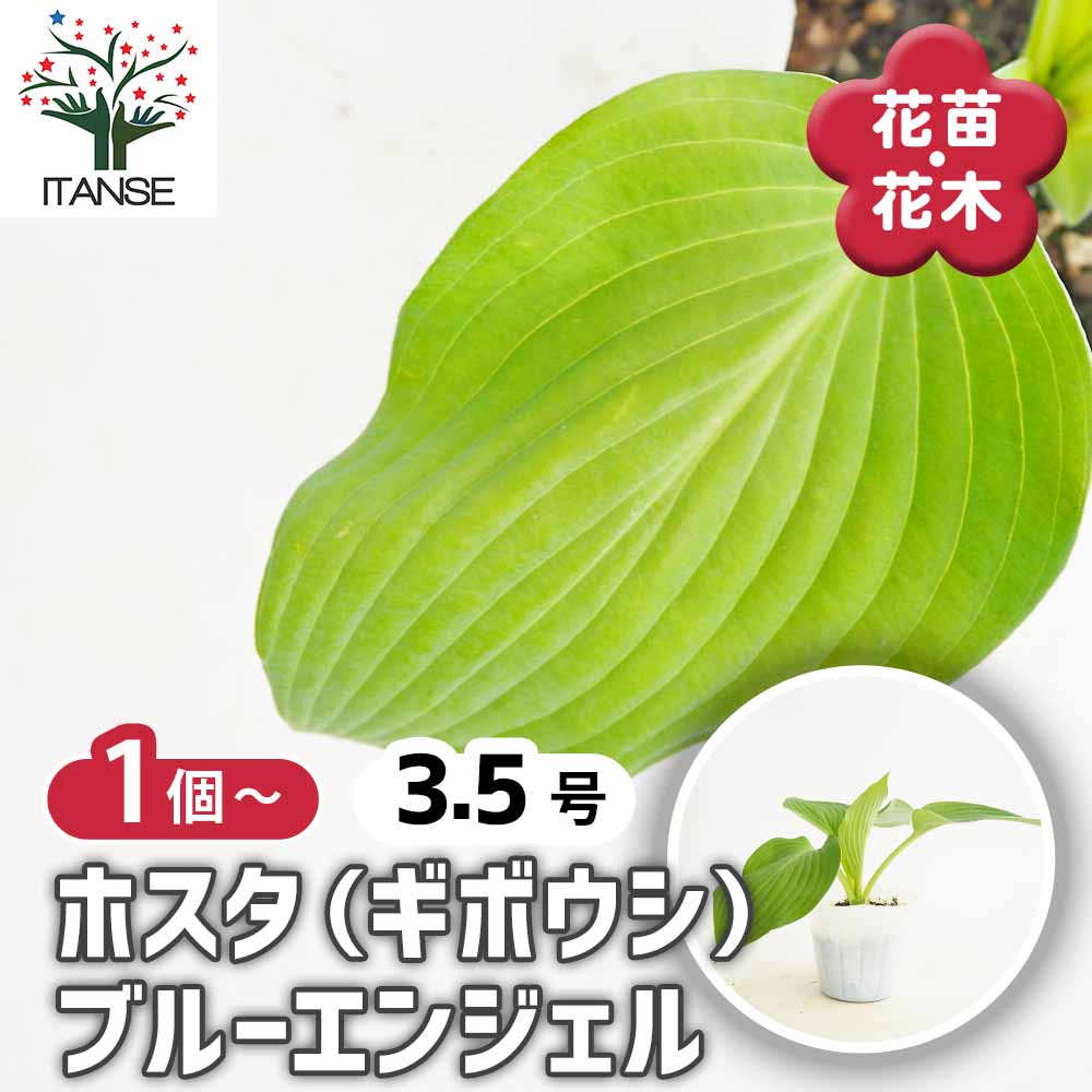 ホスタ(ギボウシ) ブルーエンジェル 【花苗 3.5号】