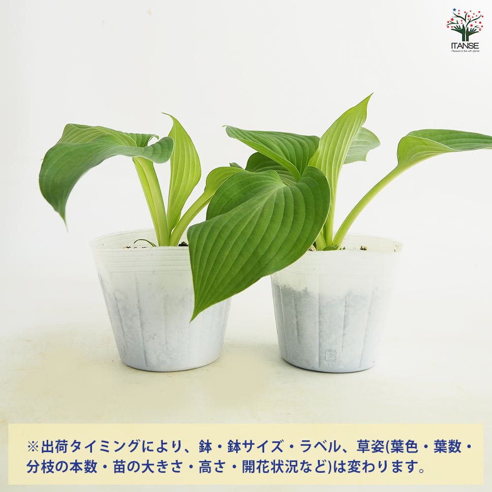 ホスタ(ギボウシ) ブルーエンジェル 【花苗 3.5号】