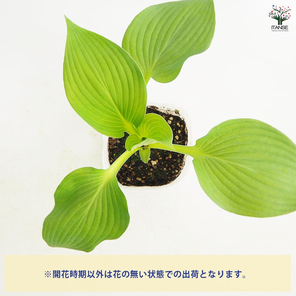 ホスタ(ギボウシ) ブルーエンジェル 【花苗 3.5号】
