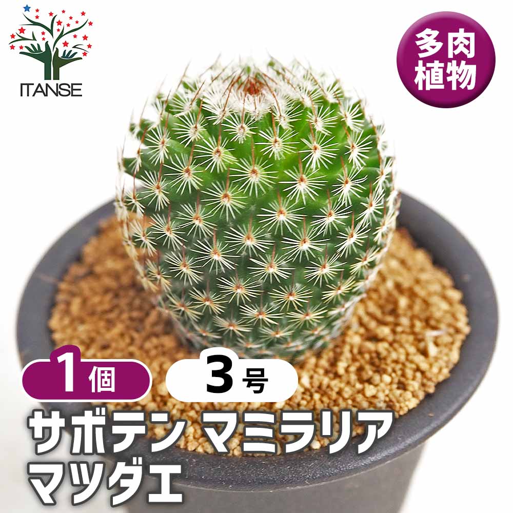 サボテン マミラリア マツダエ 【多肉植物 3号／1個売り】｜ 【植物の