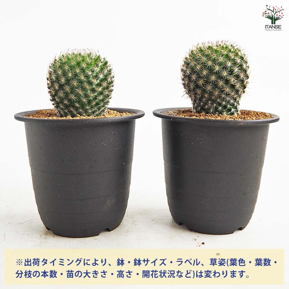 サボテン マミラリア マツダエ 【多肉植物 3号／1個売り】｜ 【植物の