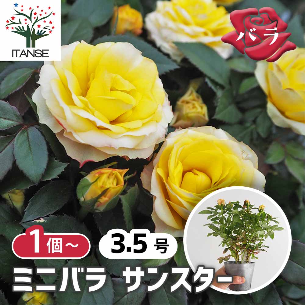 サイズ確認用 マイクロミニ薔薇 ミニ薔薇 サンスター 【花苗 3.5号】｜ 【植物のITANSE】全品