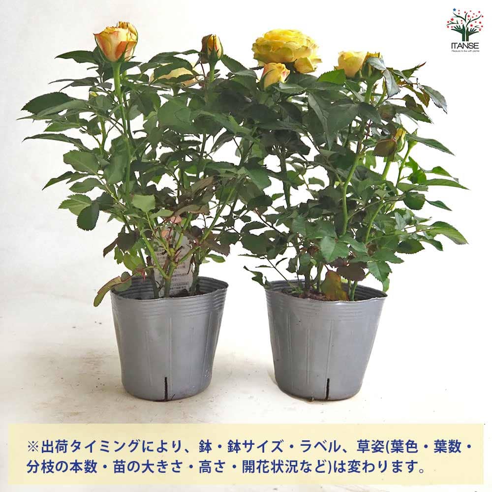 ミニ薔薇 サンスター 【花苗 3.5号】｜ 【植物のITANSE】全品