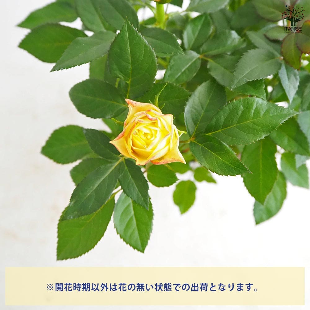 ミニ薔薇 サンスター 【花苗 3.5号】｜ 【植物のITANSE】全品