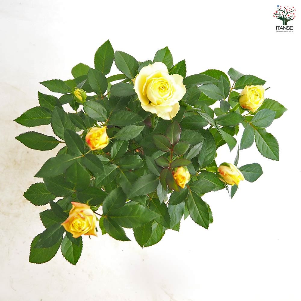 ミニ薔薇 サンスター 【花苗 3.5号】｜ 【植物のITANSE】全品
