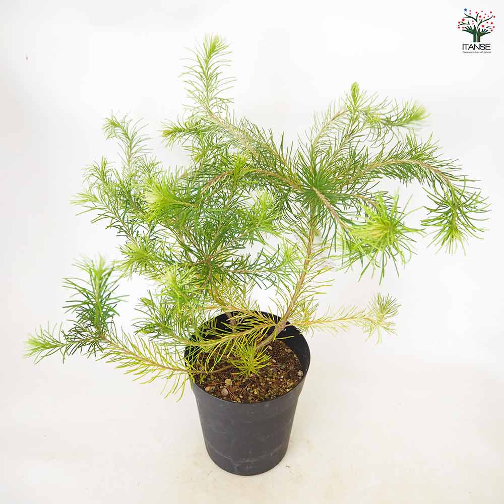 バンクシア オーレア 【 花木苗 5～6号 ／1個売り 】｜ 【植物の