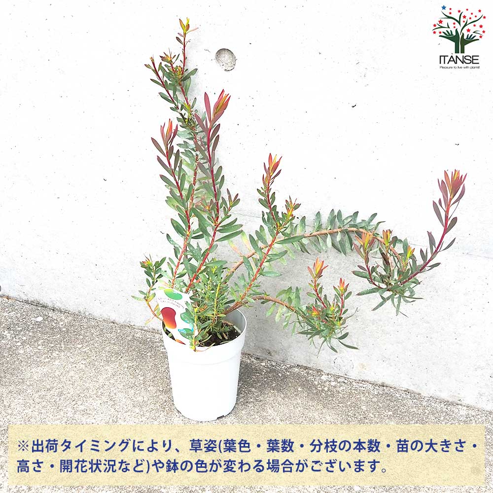 リューカデンドロン レッドブラッシュ【花苗 4号鉢／1個売り