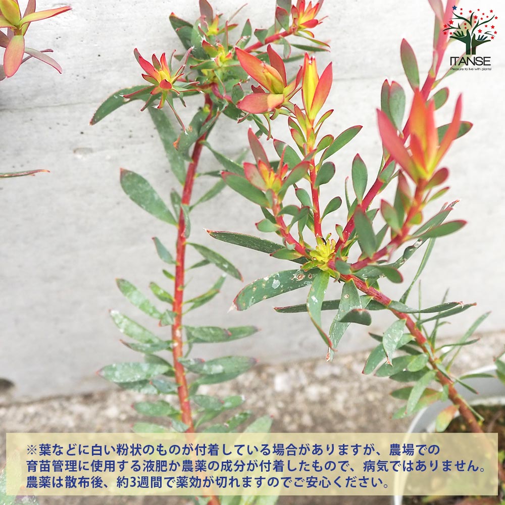 リューカデンドロン レッドブラッシュ【花苗 4号鉢／1個売り