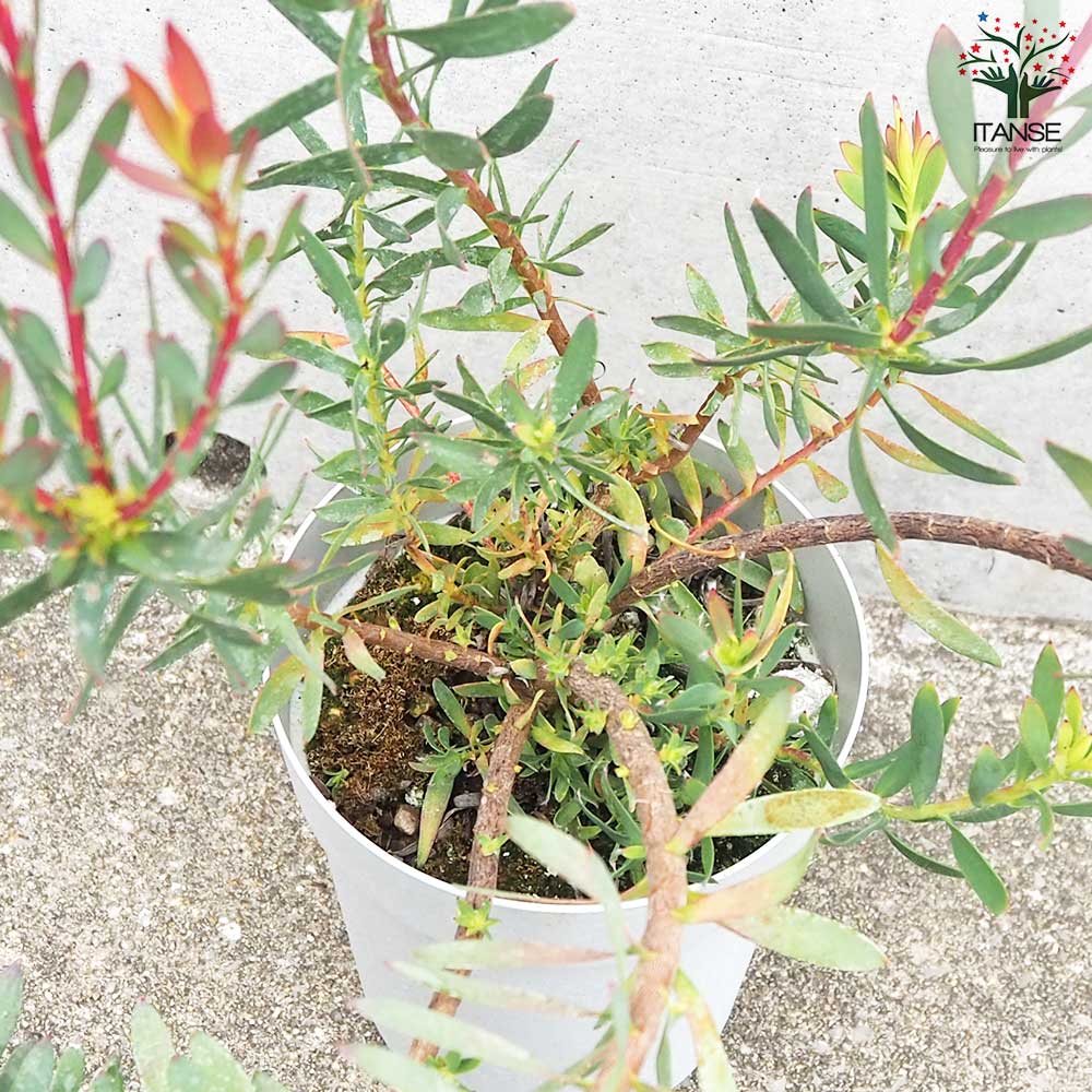 リューカデンドロン レッドブラッシュ【花苗 4号鉢／1個売り