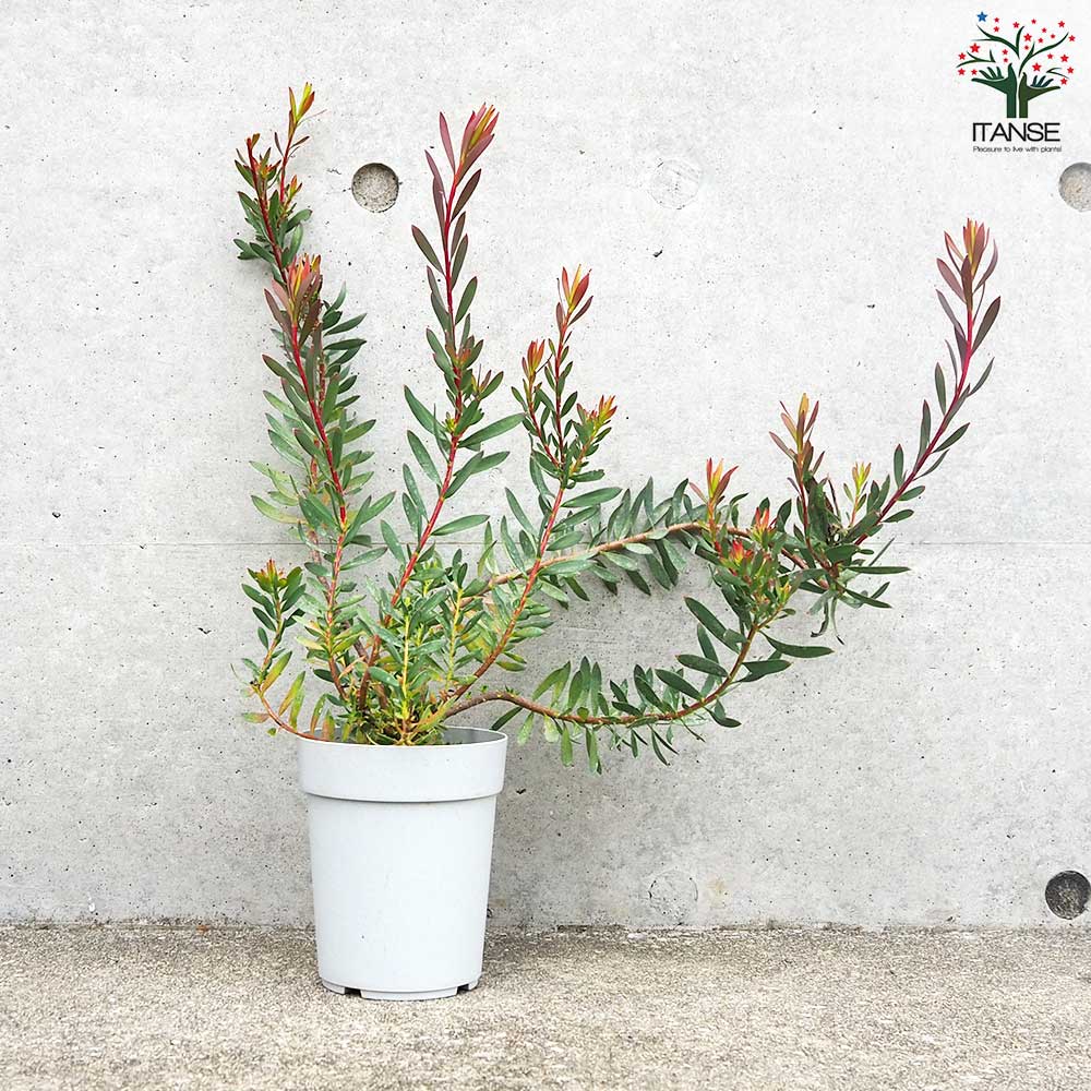 リューカデンドロン レッドブラッシュ【花苗 4号鉢／1個売り