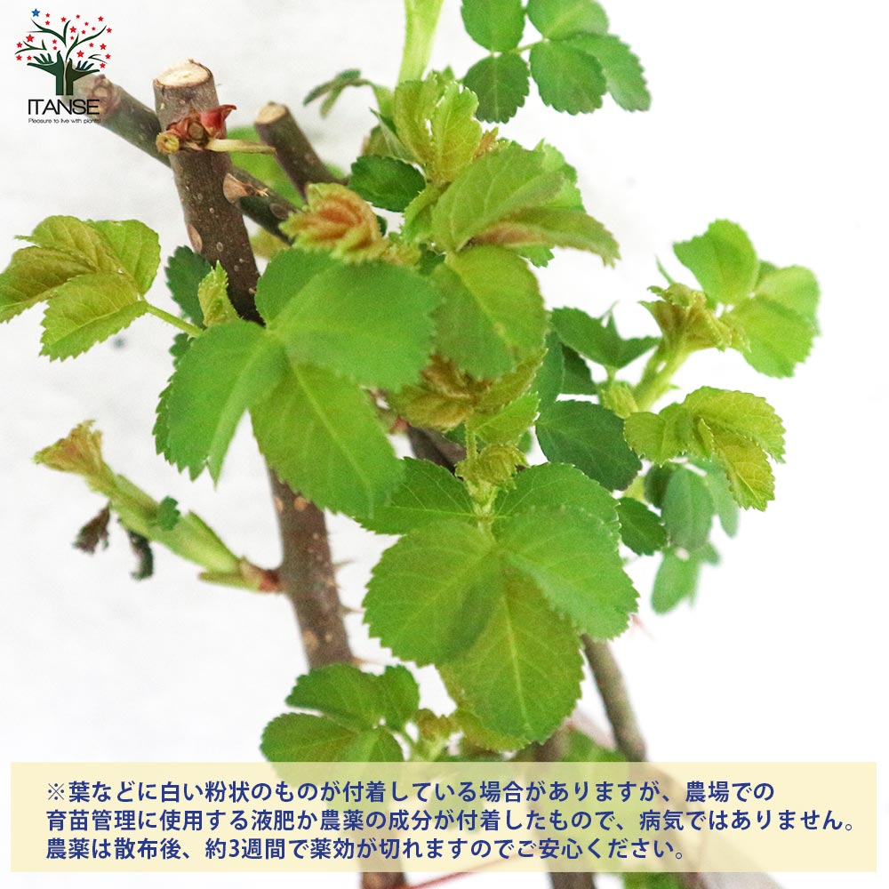 薔薇苗 オールドローズ・ローブリッター【花苗 5号角鉢／1個売り