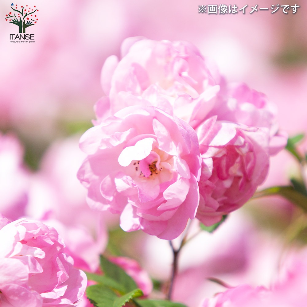 薔薇苗 オールドローズ・ローブリッター【花苗 5号角鉢／1個売り