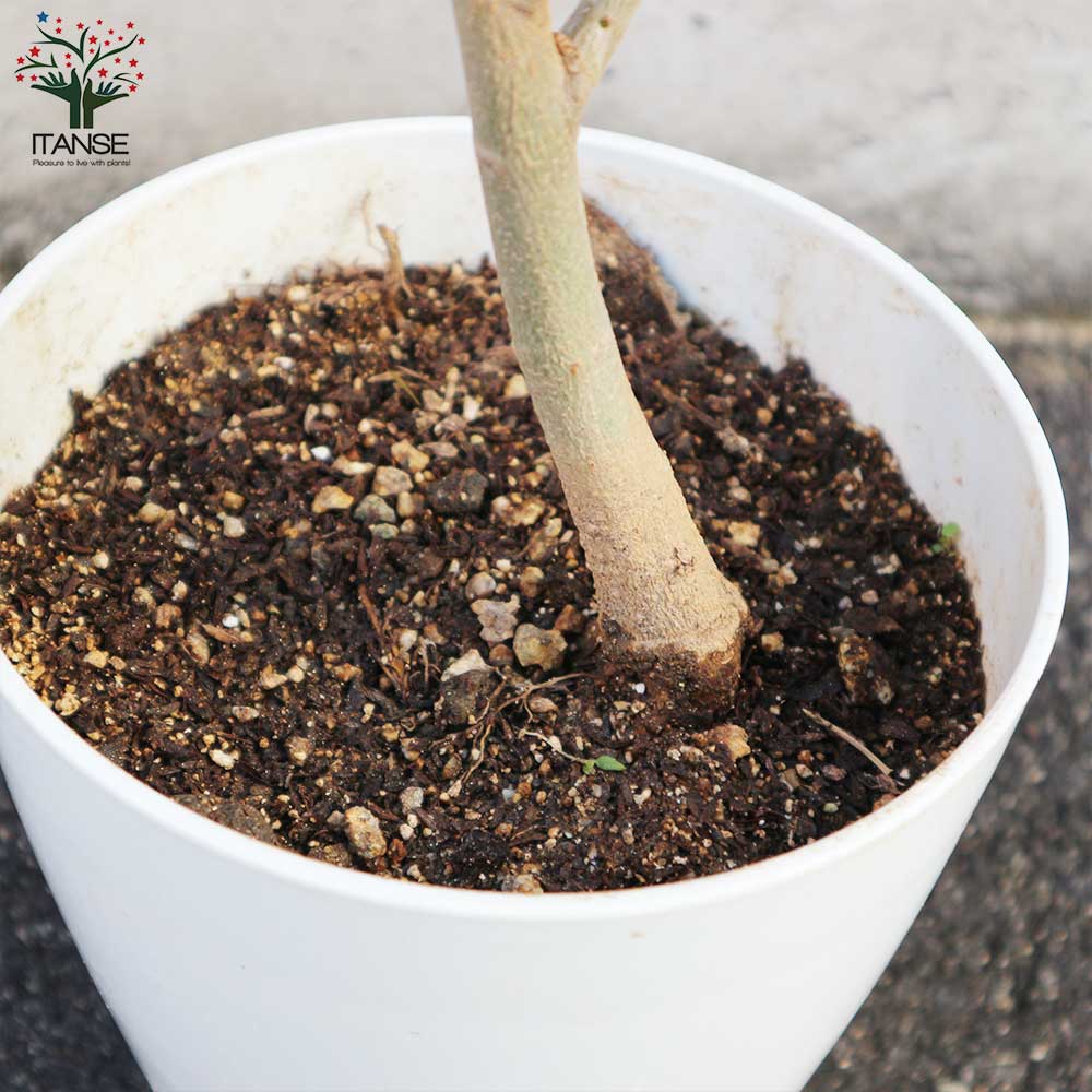 オリーブの苗木 品種：タジャスカ【果樹の苗木 6号白テーパード鉢 M