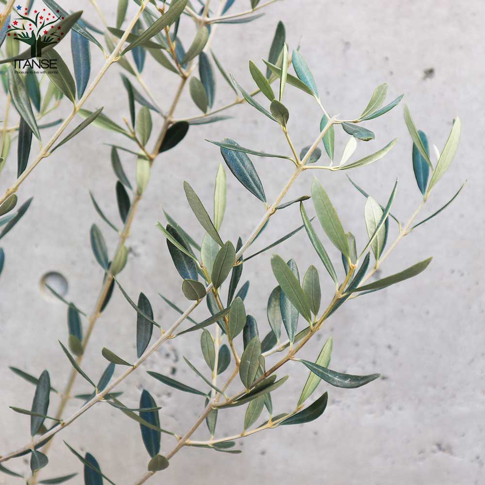 オリーブの苗木 品種：タジャスカ【果樹の苗木 6号白テーパード鉢 M