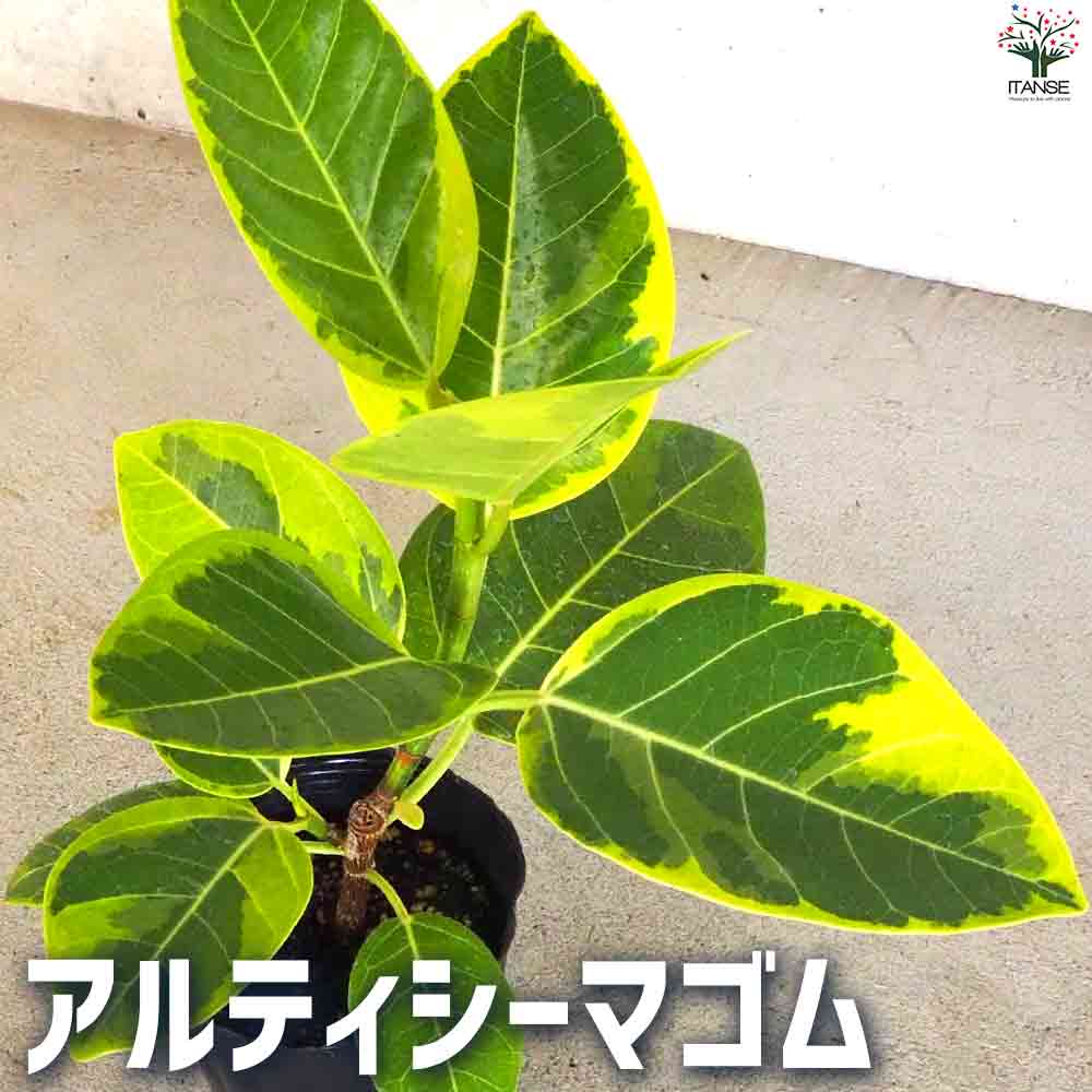 アルティシーマゴム 【観葉植物 3.5号ポット】