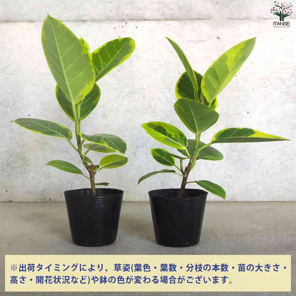 アルティシーマゴム 【観葉植物 3.5号ポット】｜ 【植物のITANSE