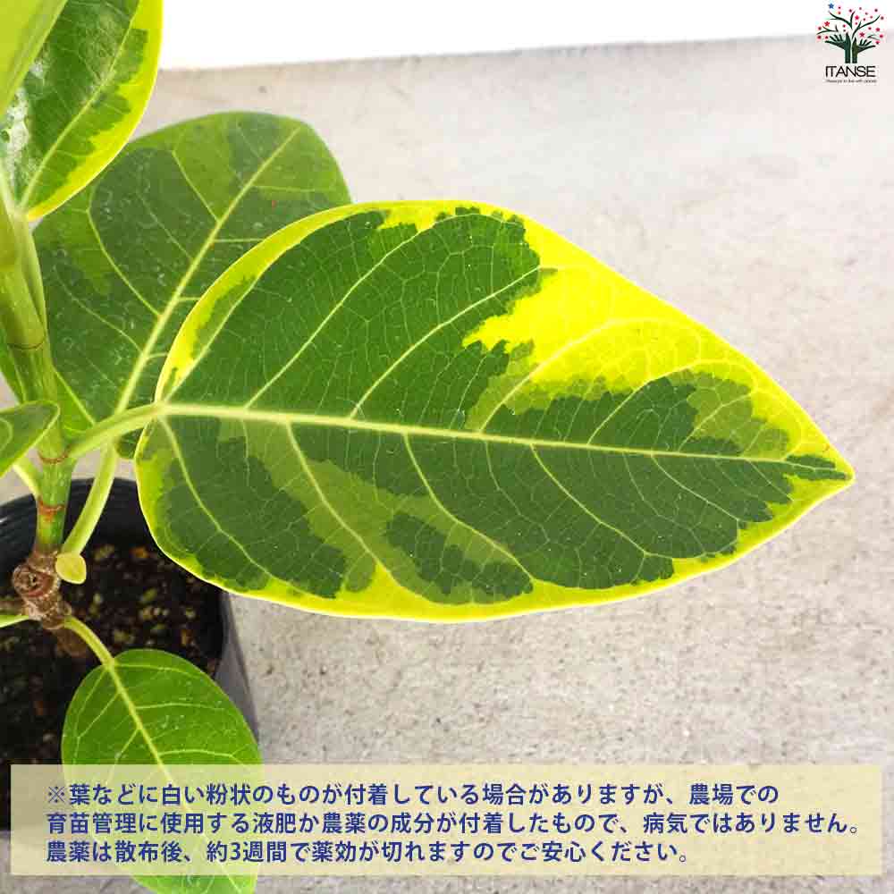 アルティシーマゴム 【観葉植物 3.5号ポット】