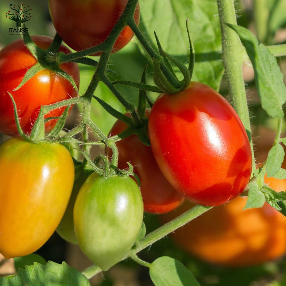 極甘メイクスイーツシリーズ 4品種カラフルセット ミニトマトの苗【10.5cmポット 野菜 自根苗／セット内容：アリシア、ベロニカ、アナ、クラウディア各1POT、合計4POT】