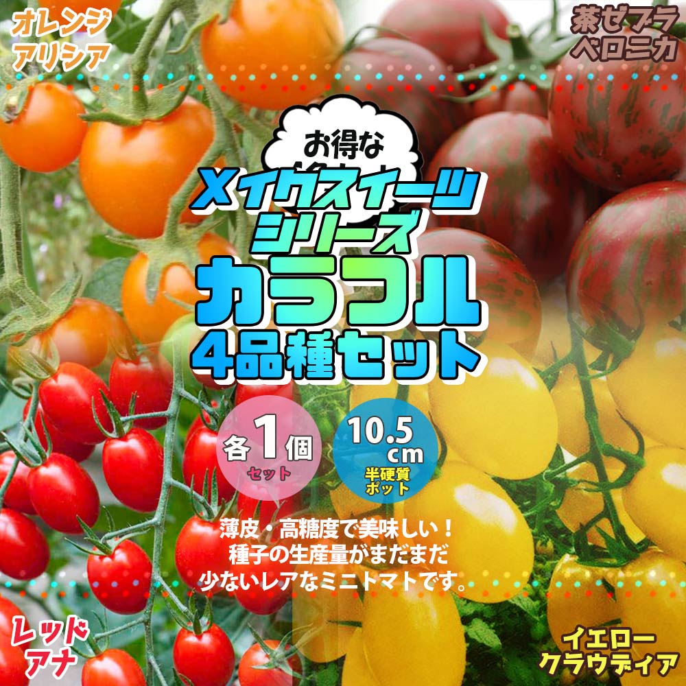極甘メイクスイーツシリーズ 4品種カラフルセット ミニトマトの苗【10.5cmポット 野菜 自根苗／セット内容：アリシア、ベロニカ、アナ、クラウディア各1POT、合計4POT】