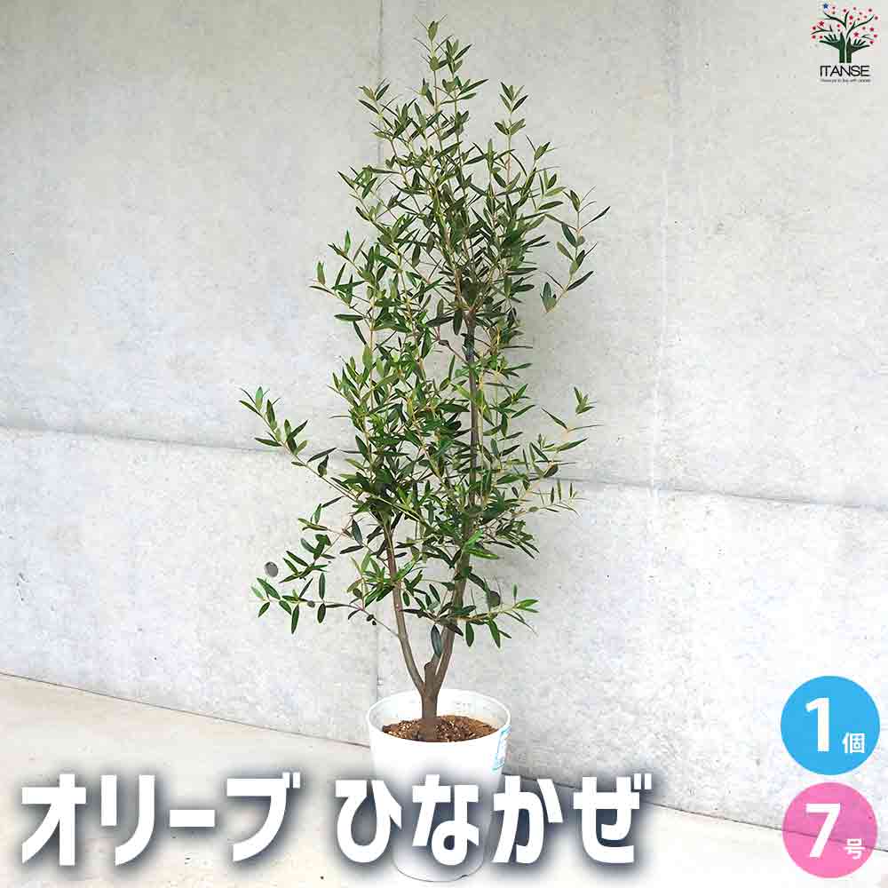 オリーブ（ひなかぜ） オリーブ・ひなかぜ L | 観葉植物の通販 AND PLANTS (アンド