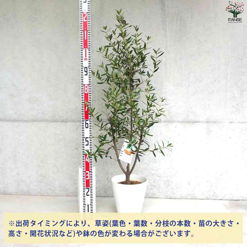 オリーブ ひなかぜ 【果樹の苗木 白テーパード鉢7号／1個売り】