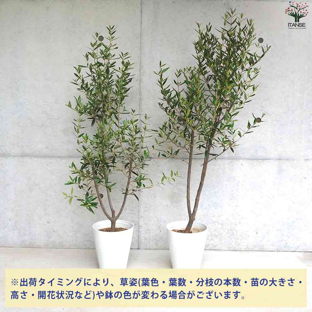 オリーブ ひなかぜ 【果樹の苗木 白テーパード鉢7号／1個売り】